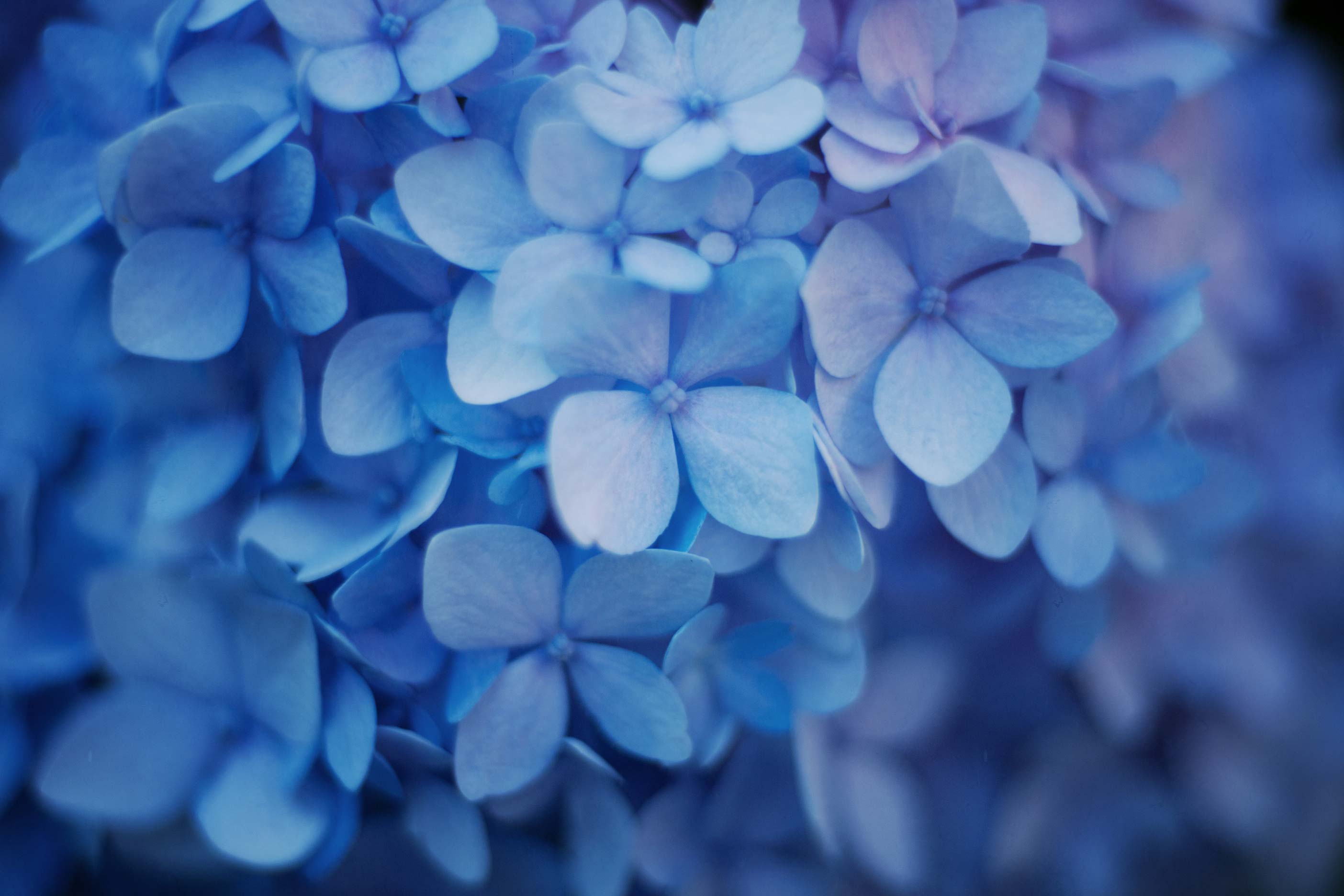 blue-hydrangeas.jpg